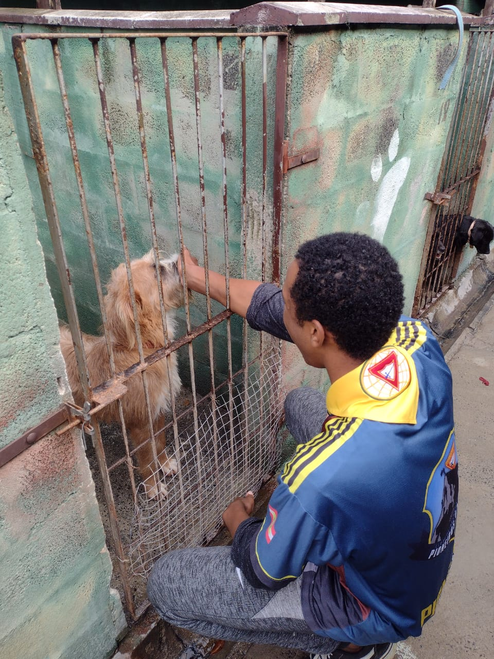 Animal rescatado por el refugio — momento 1