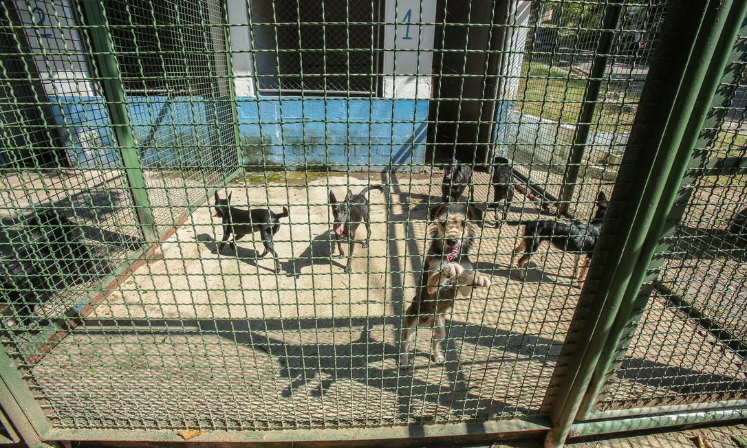 Animal rescatado por el refugio — momento 2